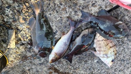 和歌山市江（吉丸渡船）でグレ釣り