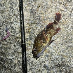 おNEWロッドでガシリング