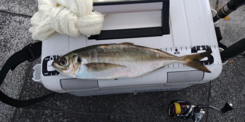 (尺アジ)フロートゲーム。