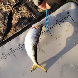 コノシロパターン