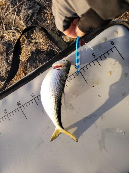 コノシロパターン