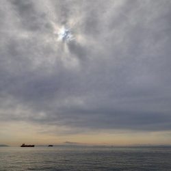 １ヶ月ぶりの鰤ならず