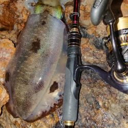 地磯エギングIN対馬