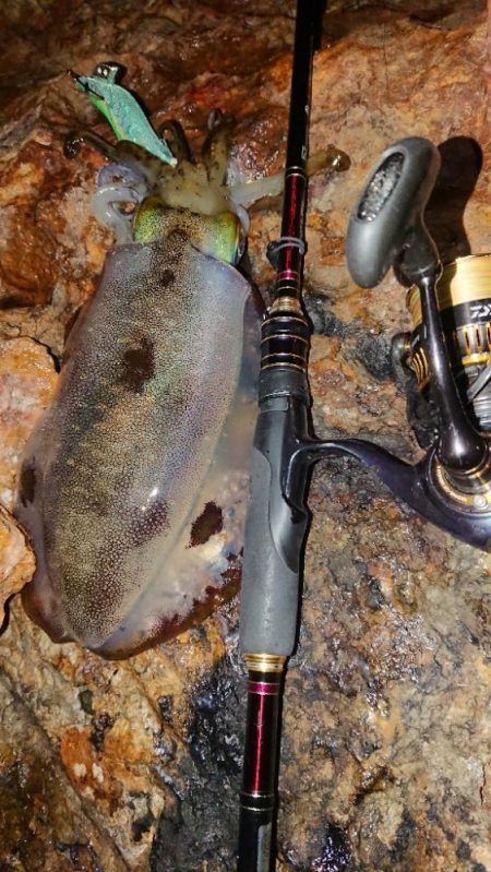 地磯エギングIN対馬