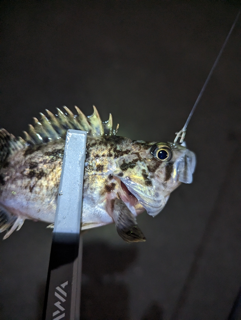 陸っぱり釣行記