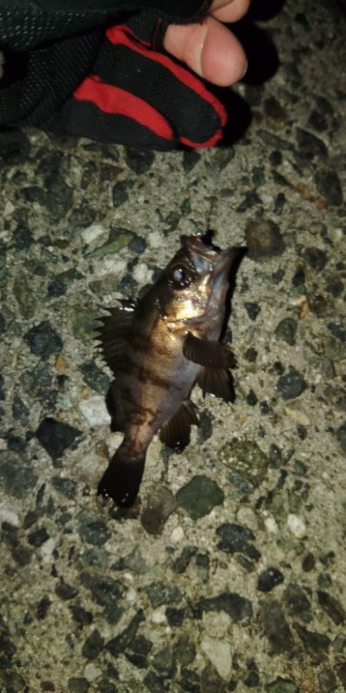 フロートゲーム～