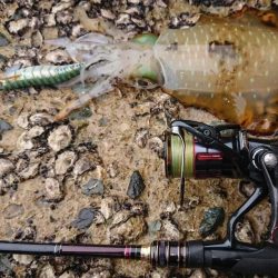 雨エギングIN対馬