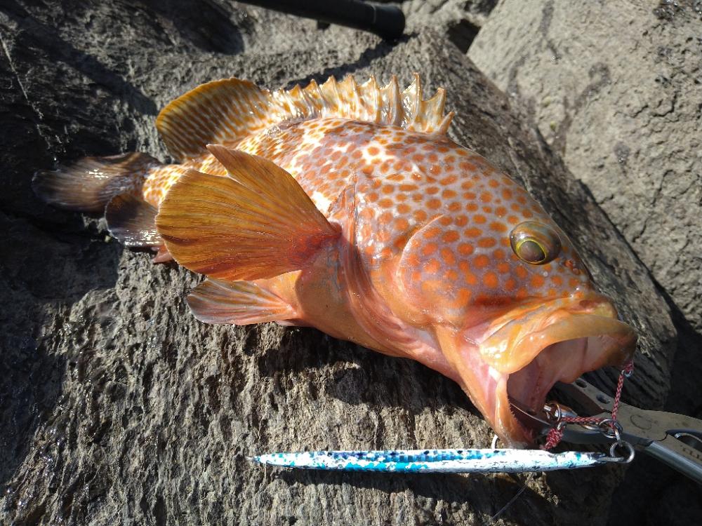 年明け神の島釣行