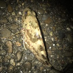 ブラクリ&イカ短冊でガシラ5匹GET