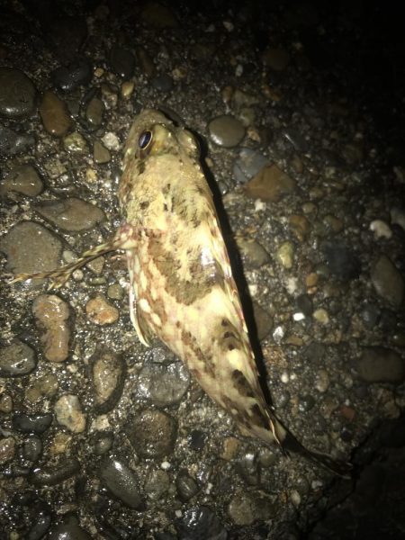 ブラクリ&イカ短冊でガシラ5匹GET