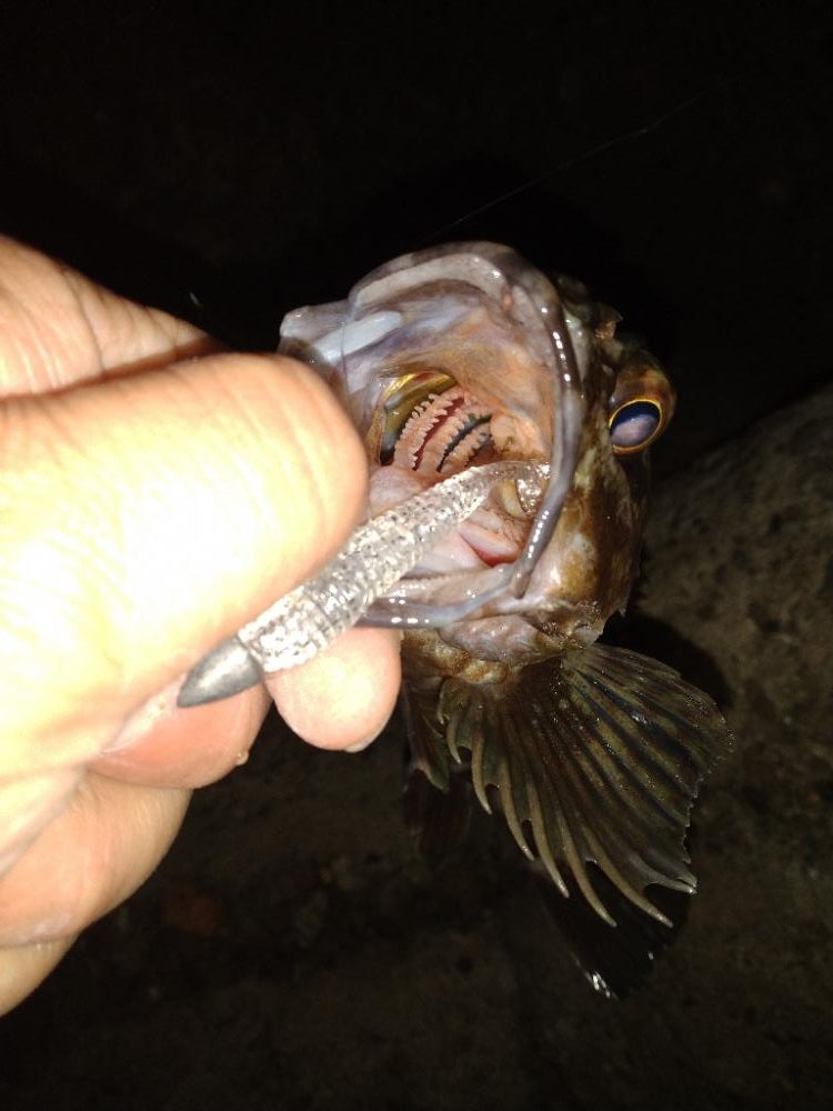 ちょい釣り20230120