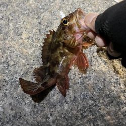 newロッド入魂🐟