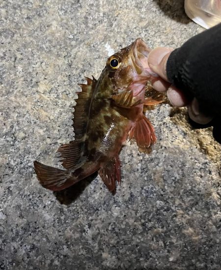 newロッド入魂🐟