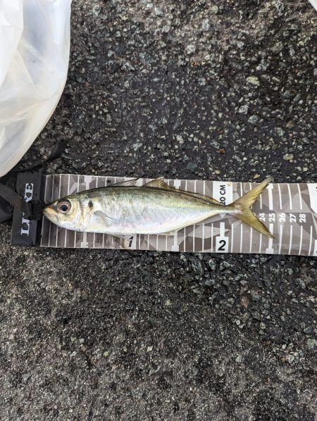 陸っぱり釣行記