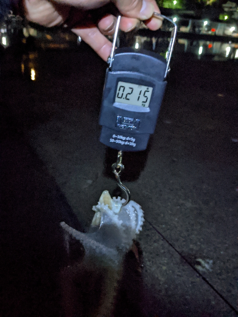 🐙2023初タコ🐙