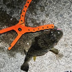 初釣り　淡路島