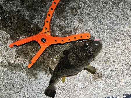 初釣り　淡路島