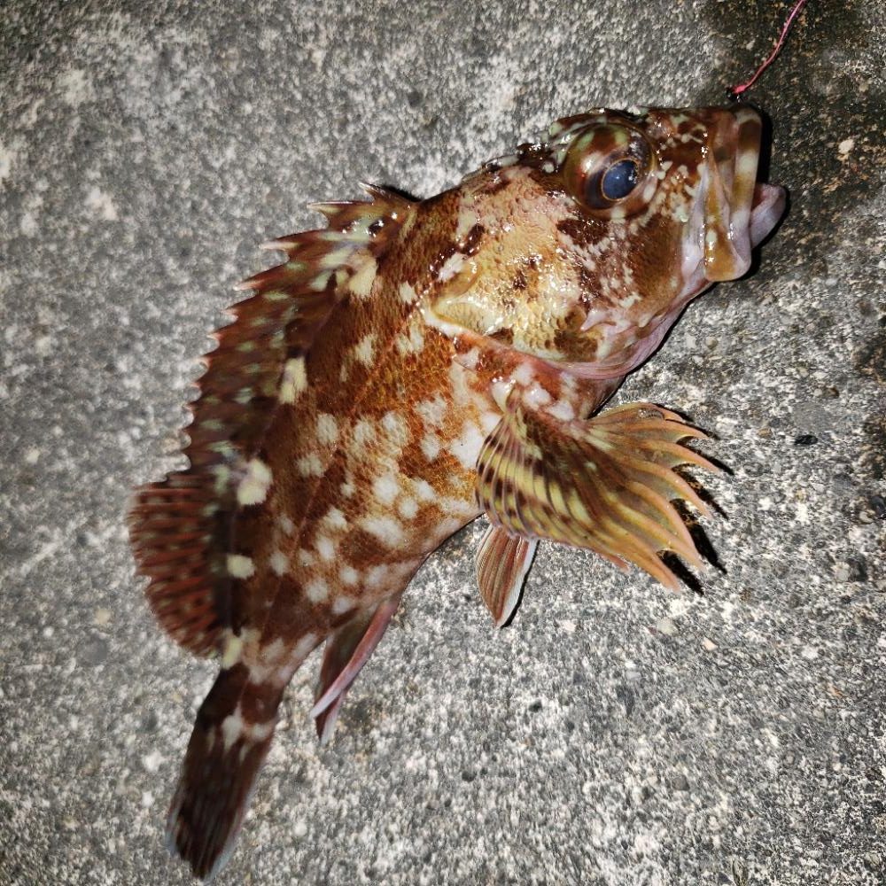 あけおめガシラ君！