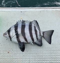 三邦丸さんカワハギ専門便