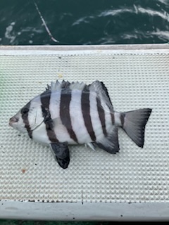 三邦丸さんカワハギ専門便