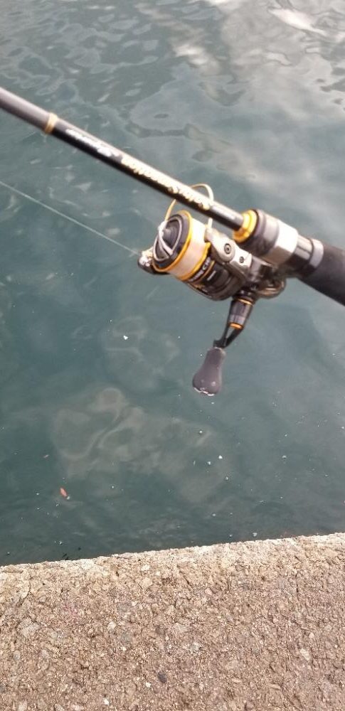 下津は尺アジ大漁でした！