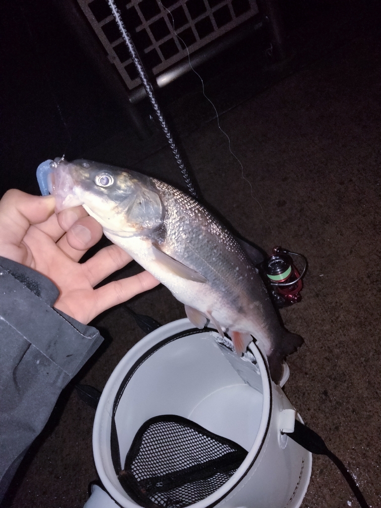 初場所アジング