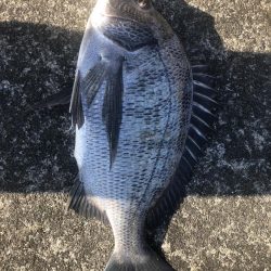 イチノ兄弟(兄)釣果!