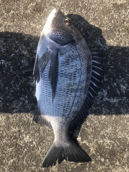 イチノ兄弟(兄)釣果!