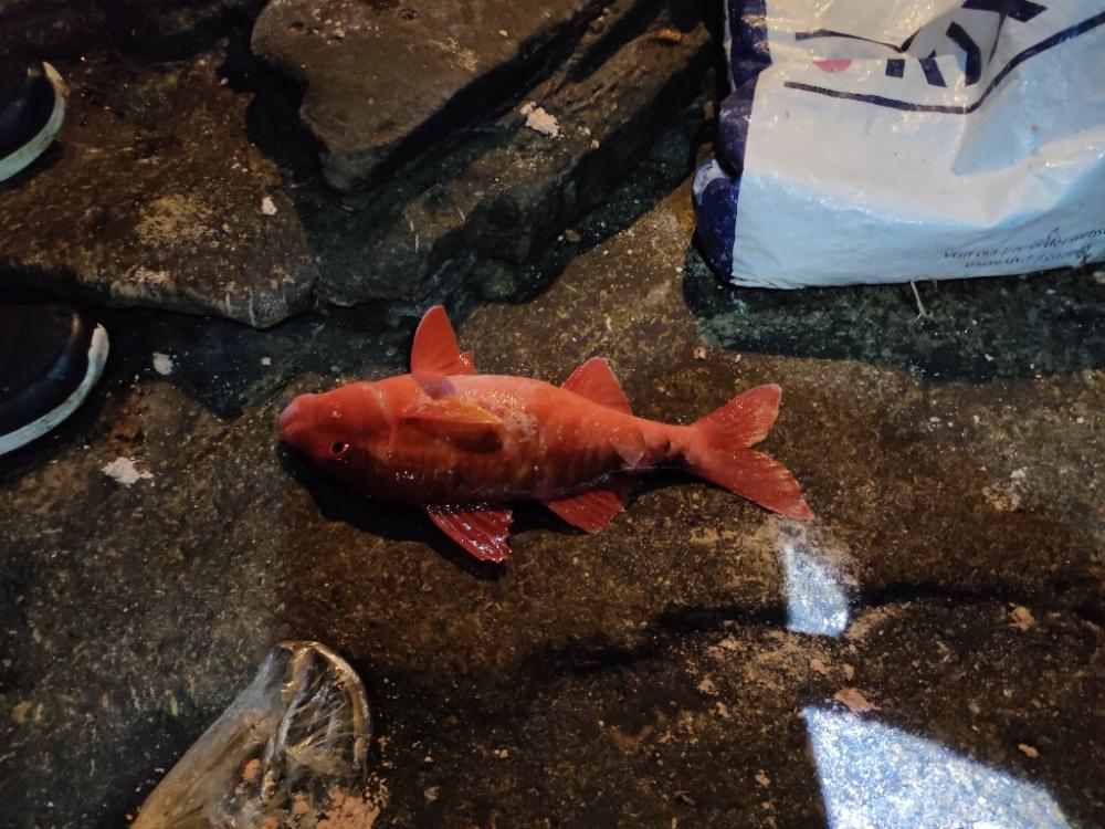 とんでもないものが釣れました！