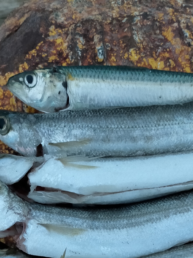 アカカマス好釣！