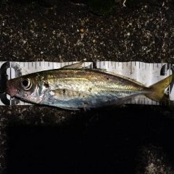 アジングも渋い