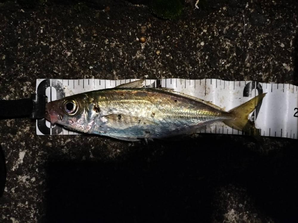 アジングも渋い