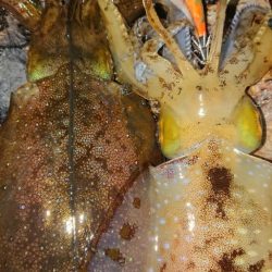 強風エギングIN対馬