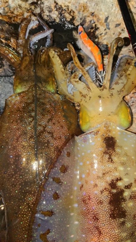 強風エギングIN対馬