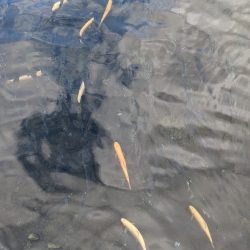 2022年 釣り納め