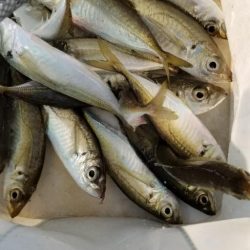 アジング　エギング　泳がせ釣り