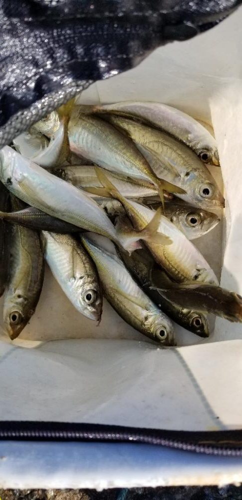 アジング　エギング　泳がせ釣り