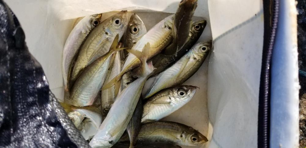 アジング　エギング　泳がせ釣り