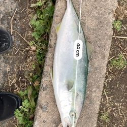 ライトショアジギング