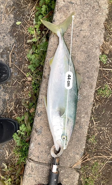 ライトショアジギング