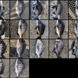 イチノ兄弟（兄）釣果！