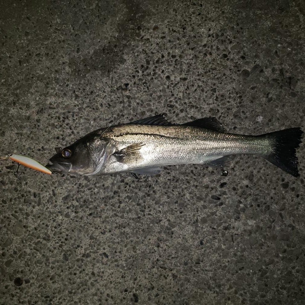 今年も宜しくスズキさん!