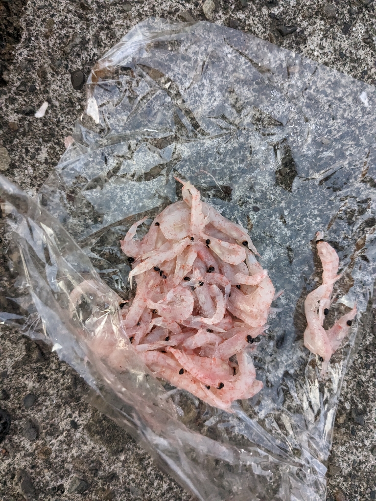 まだまだ釣れる