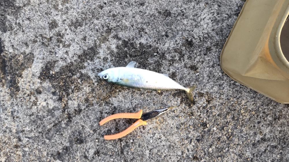 初釣果