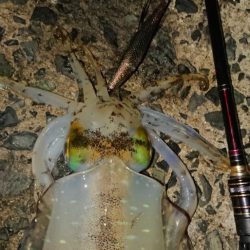 ナイトエギングIN対馬