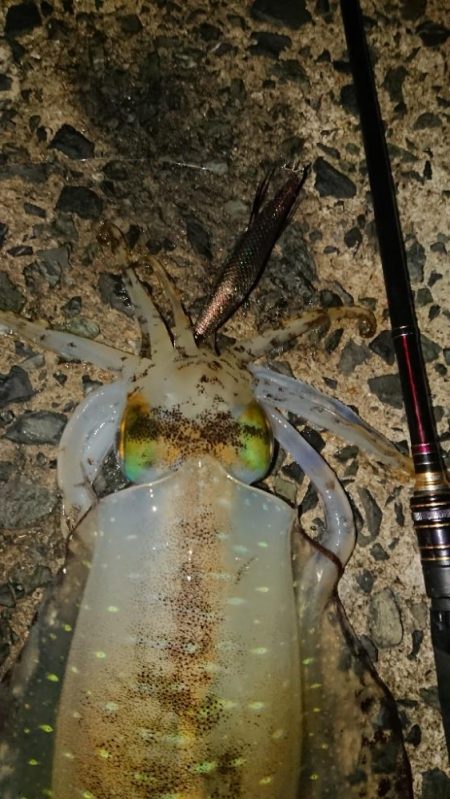 ナイトエギングIN対馬