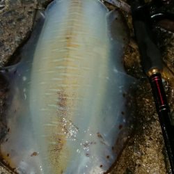 エギングレクチャーIN対馬