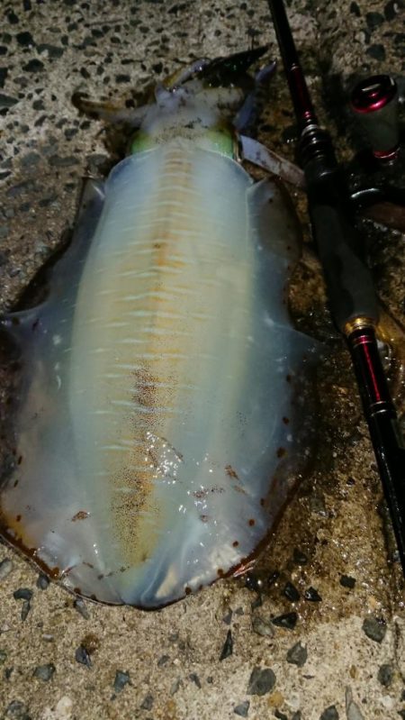 エギングレクチャーIN対馬