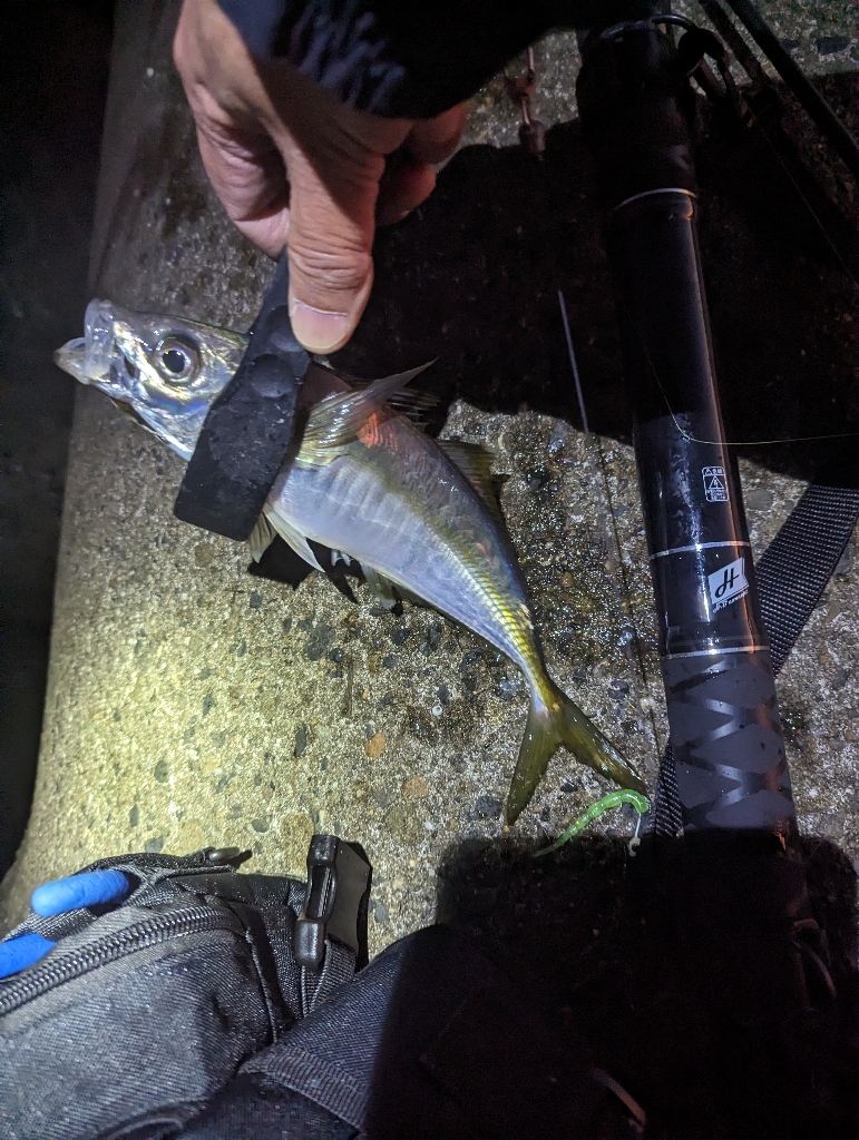 陸っぱり釣行記