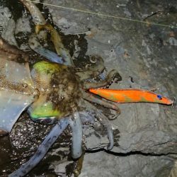 極寒・雪エギングIN対馬